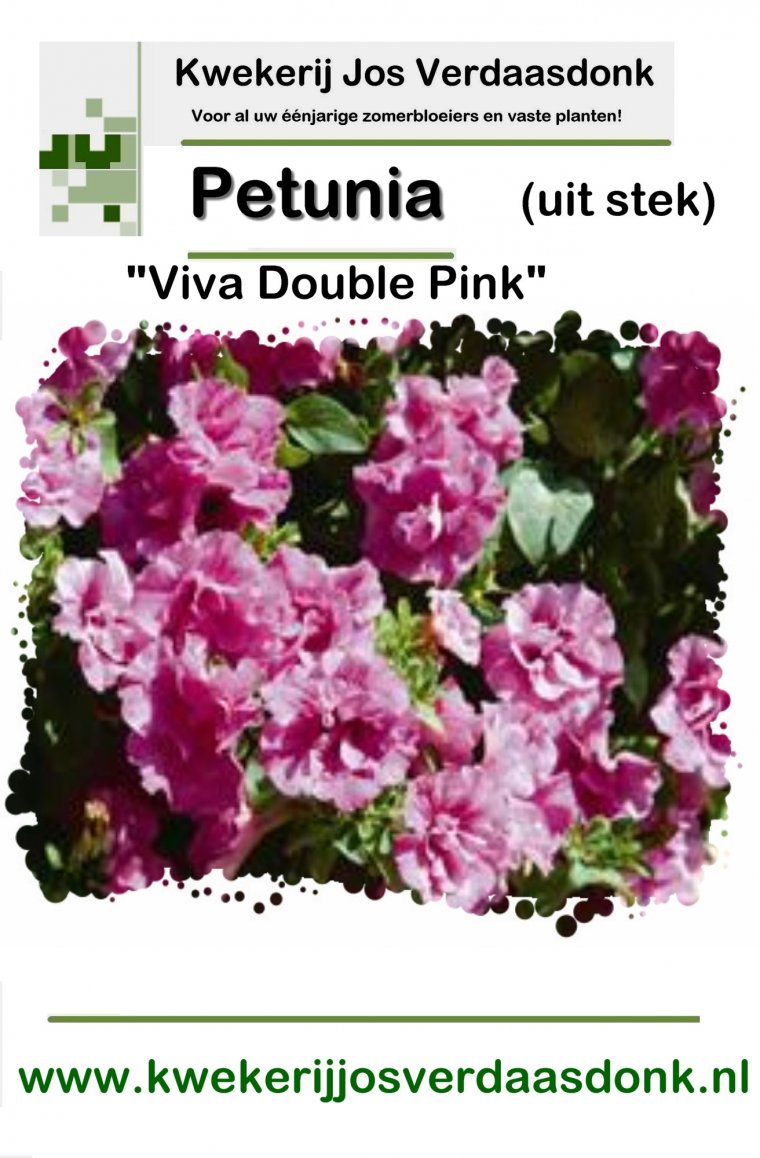 480 petunia viva double pink